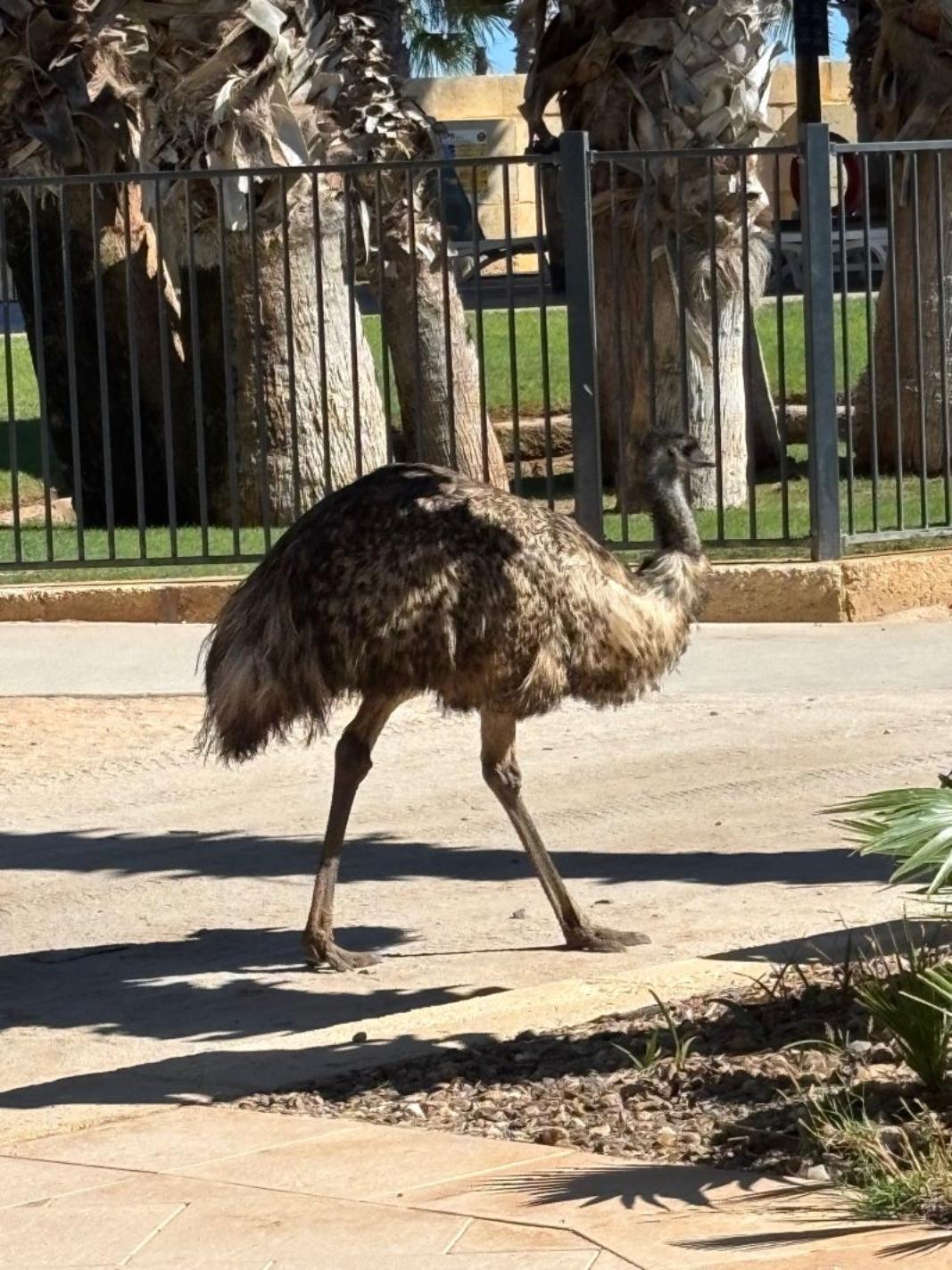 A bird walking on the road

AI-generated content may be incorrect.