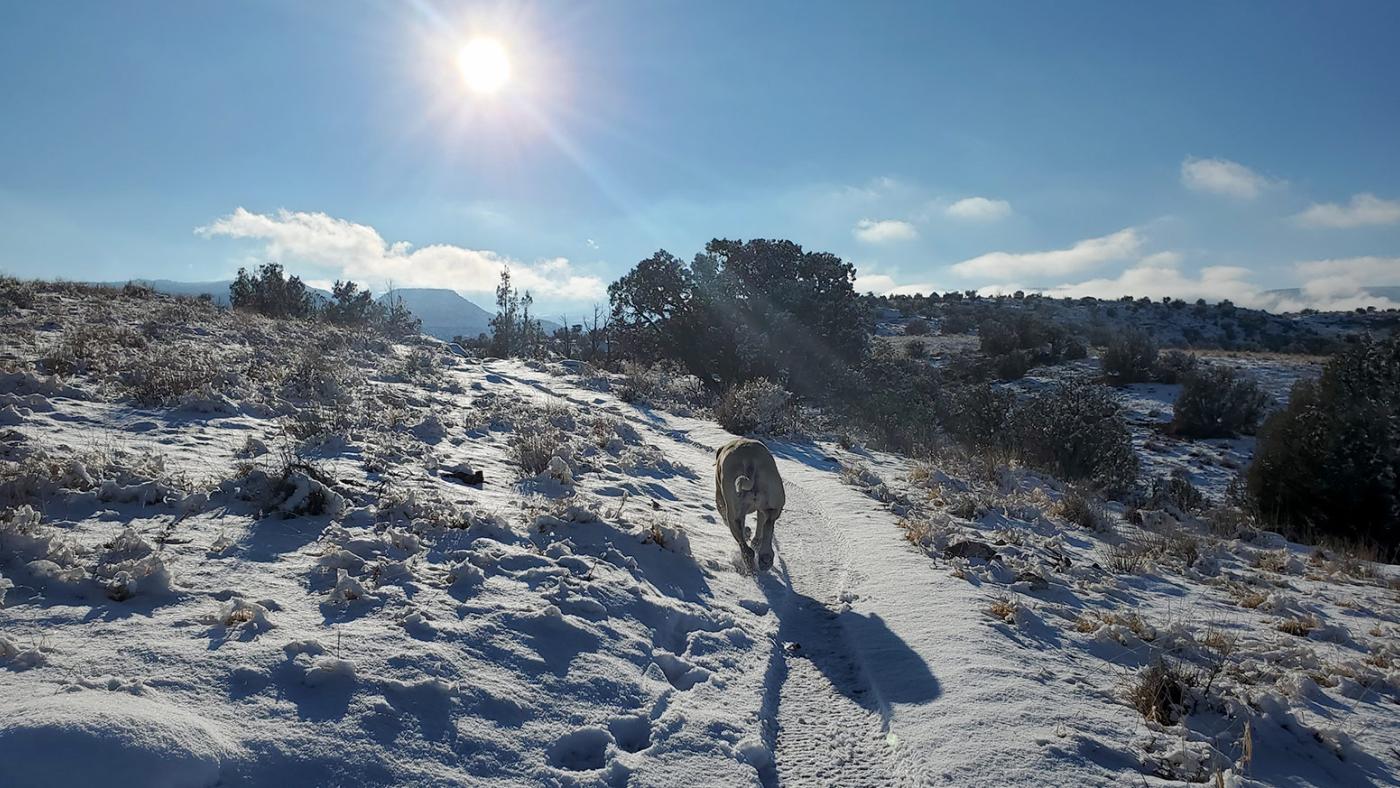 December 2020 The Strider